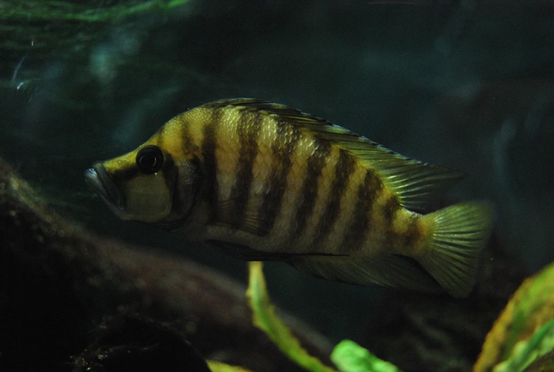Altolamprologus compressiceps 'Cape Chaitika'
